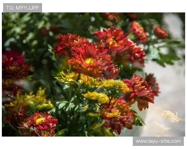 leyu游戏娱乐平台带你体验最精彩的线上娱乐盛宴,尽享无限欢乐与刺激 leyu游戏娱乐平台带你体验最精彩的线上娱乐盛宴,尽享无限欢乐与刺激